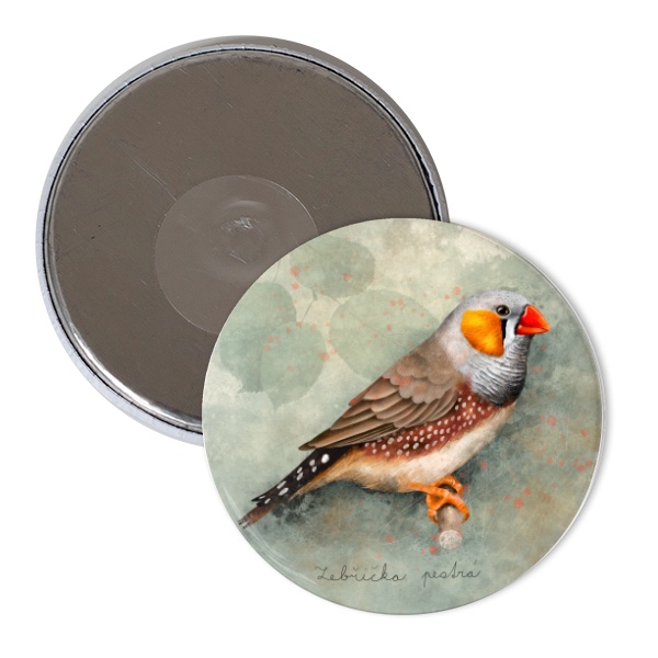 Zebřička pestrá - kreslená